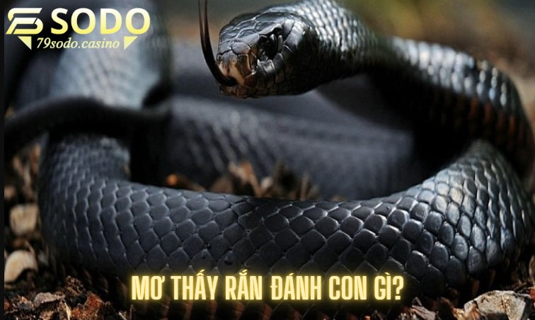Mơ thấy rắn đánh con gì?